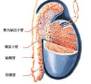 预防输精管堵塞疾病的具体方法